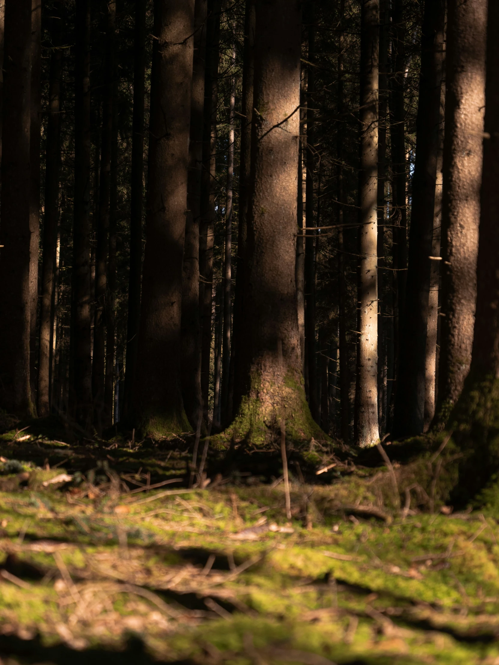 some trees and grass near each other