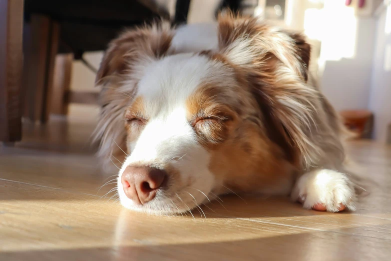 a white and brown dog sitting on the floor