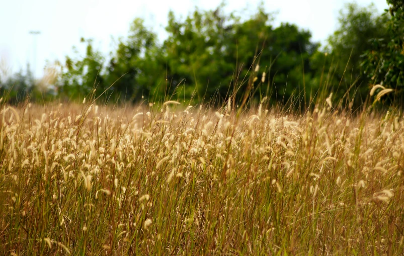 tall brown grass in an open field with trees in the background