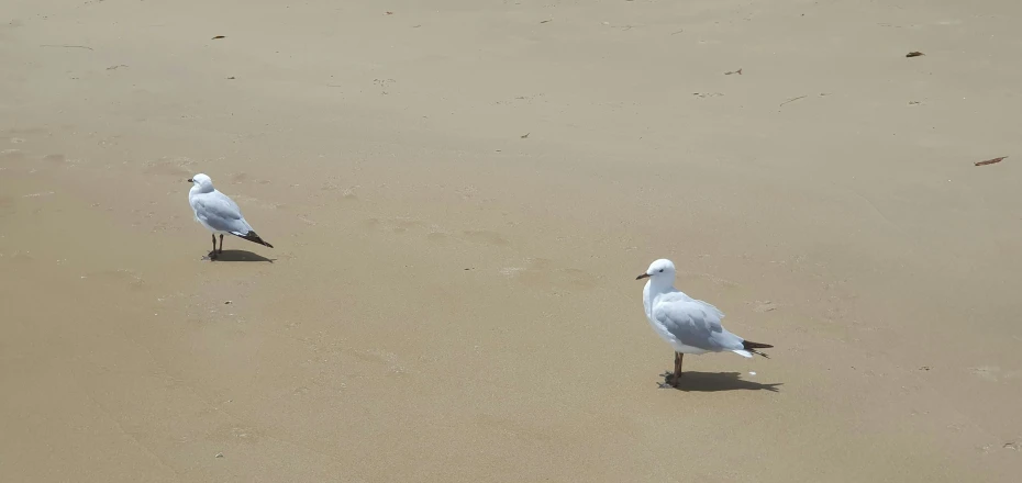 two birds walking along the beach next to each other