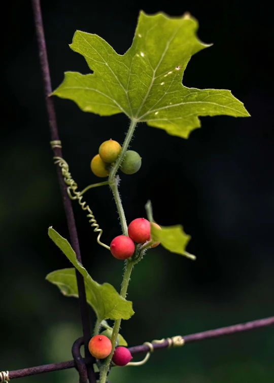 three small berries on a leafy nch on a dark background