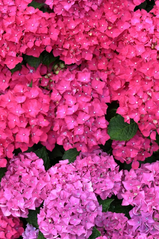 many pink and purple flowers blooming together