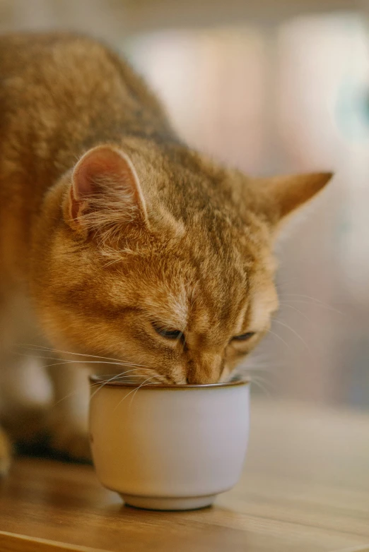 a cat is standing up and eating out of a bowl