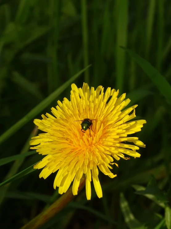 a bee is sitting on a yellow flower