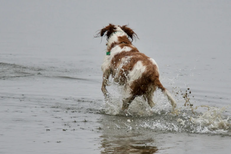 a dog is playing with a frisbee on a beach