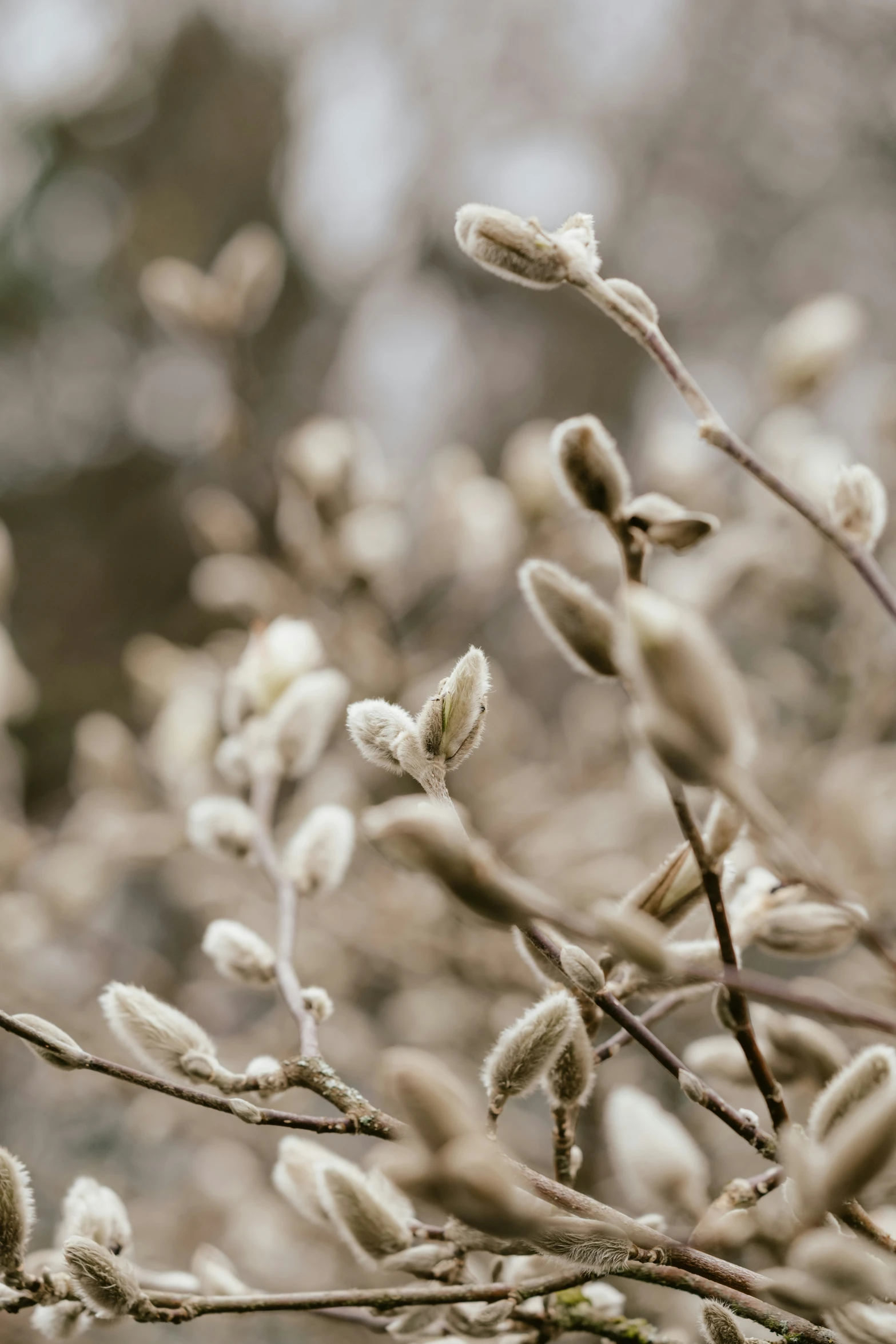 nches with white flowers and buds are close together