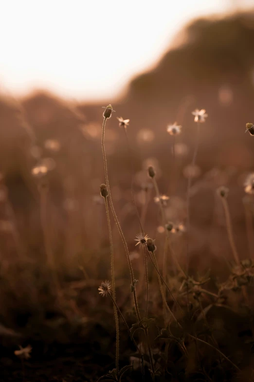 close up of several small white flowers with one small wild flower visible