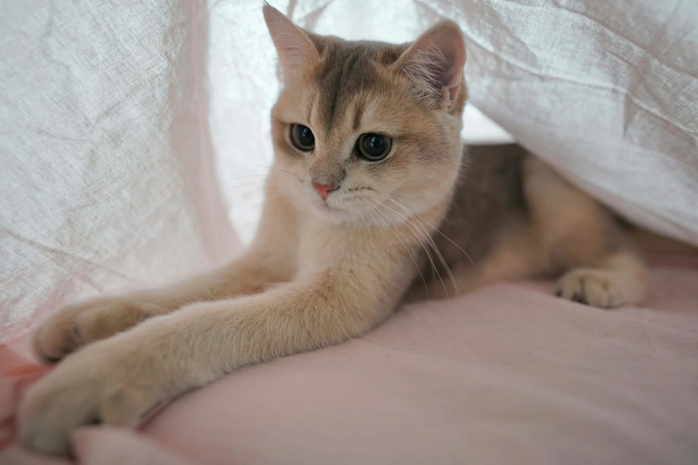 a cat is laying in between some curtains