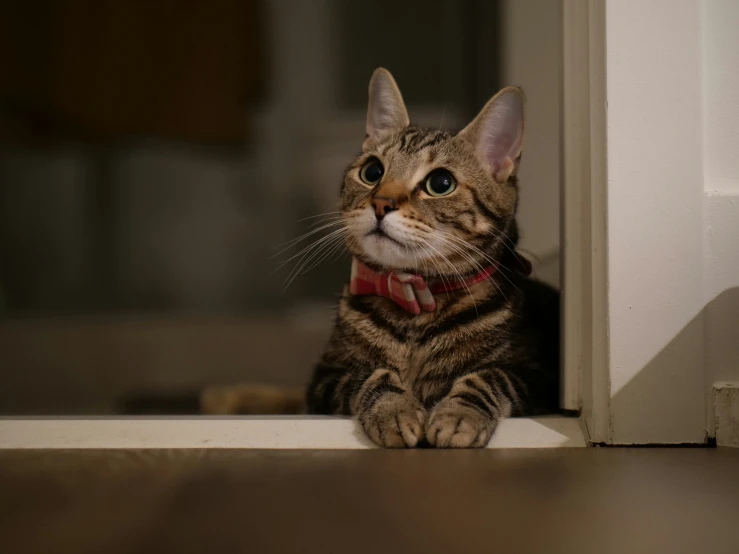 a cat that is laying down on the ground