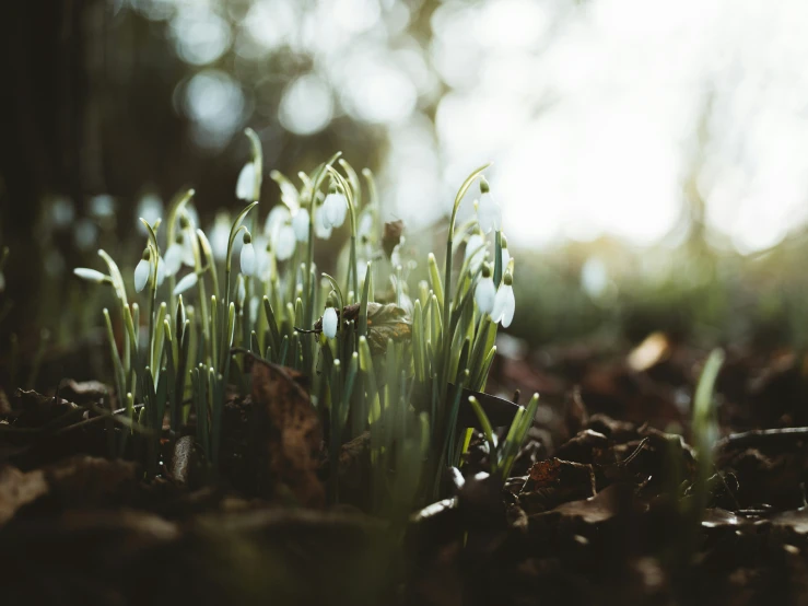 some snowdrops growing in the dirt near trees