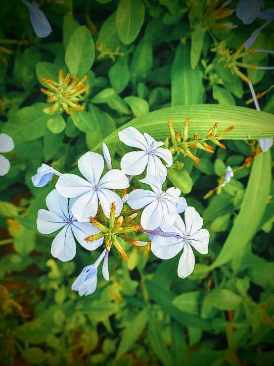 white flowers are seen in a blurry picture