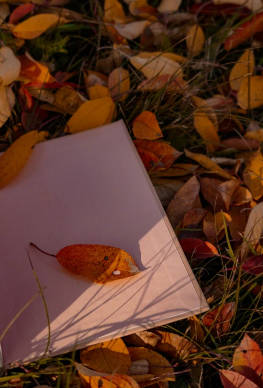 an image of an autumn leaf lying on the ground