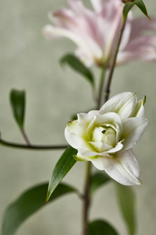 pink and white flowers in a flower vase