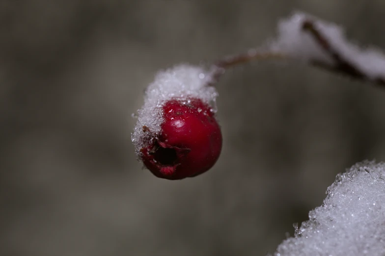 a berry covered in snow and sitting on top of a nch