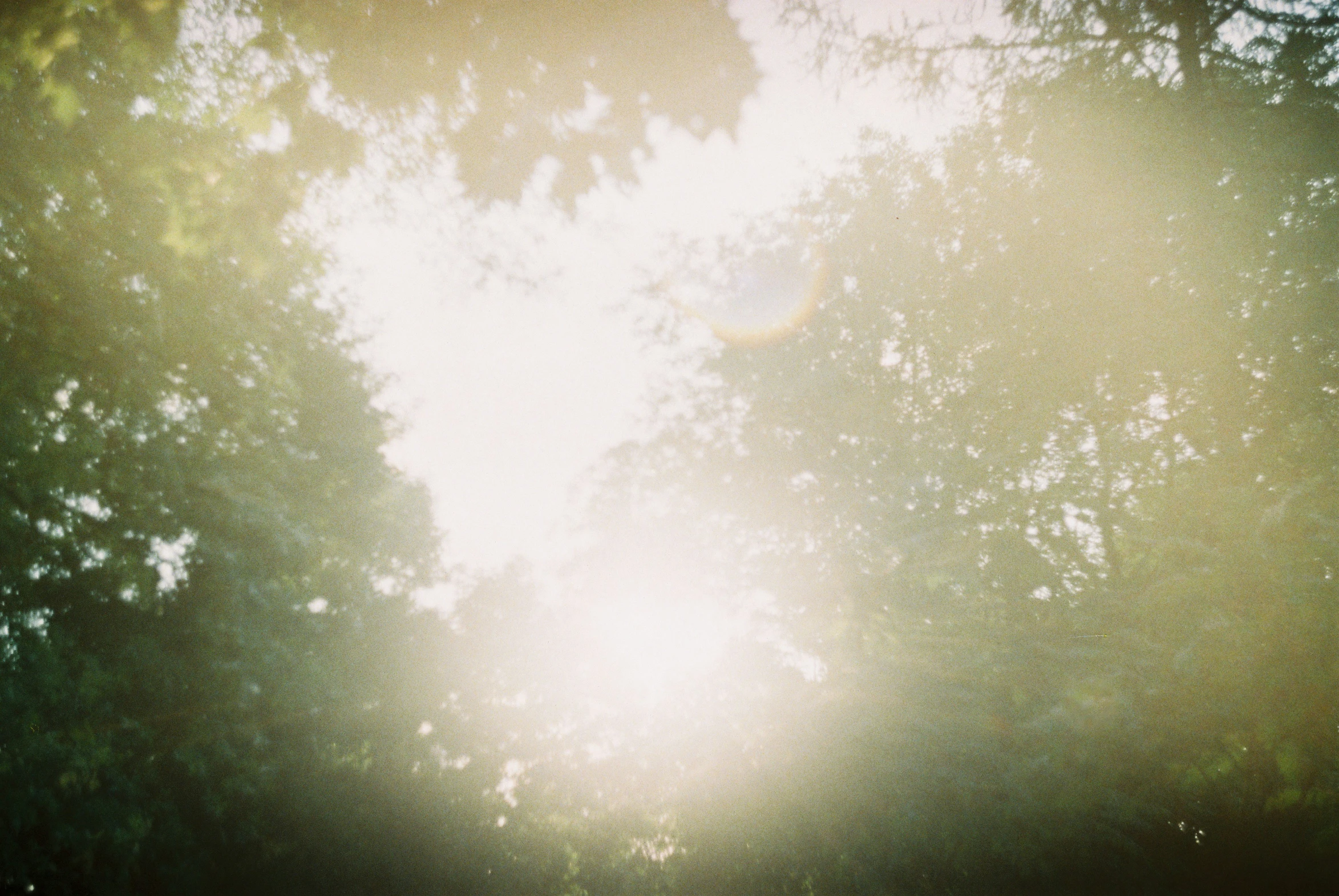 sunlight shining through green trees in the forest