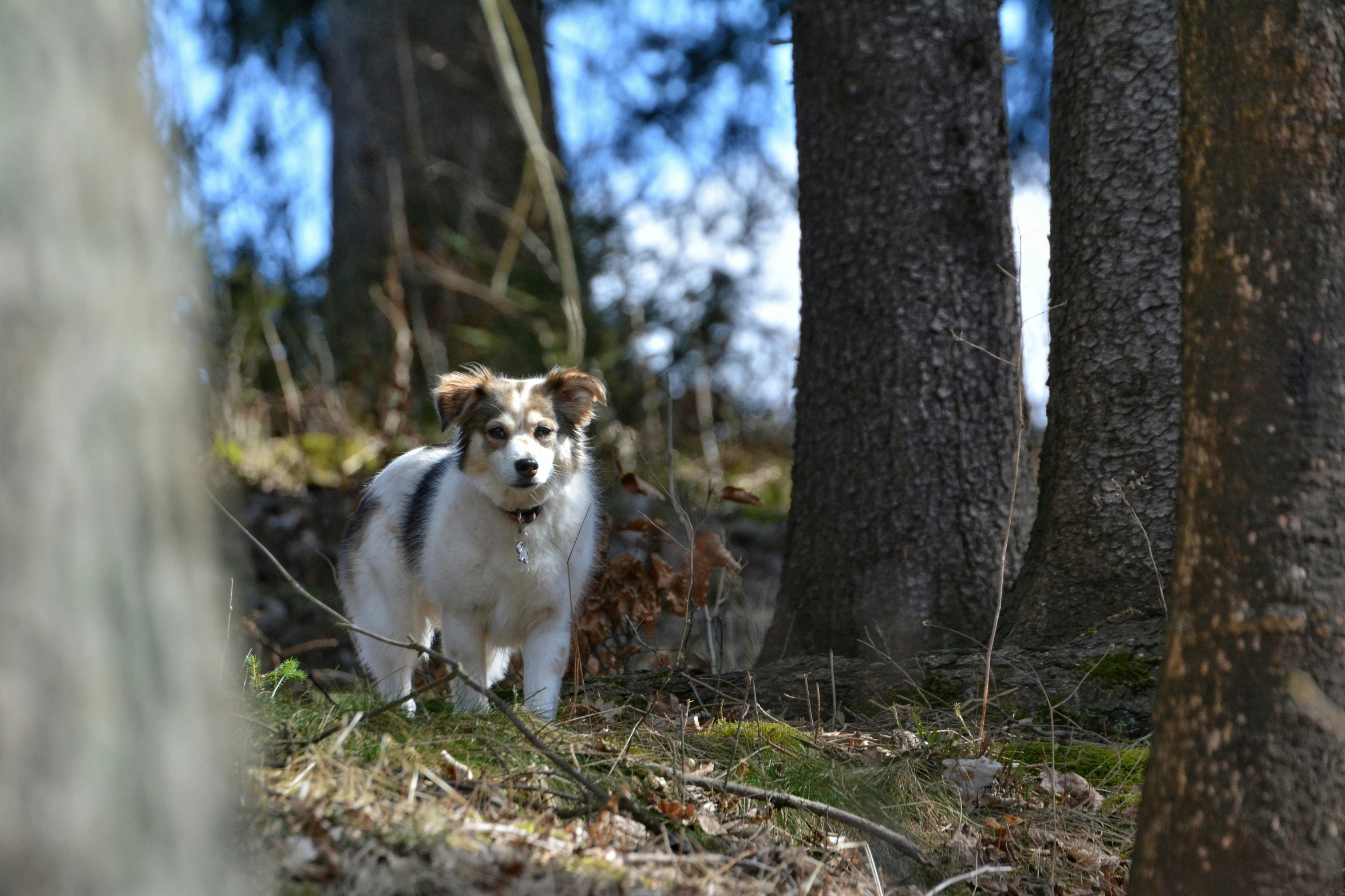 a dog standing between two trees on a forest floor