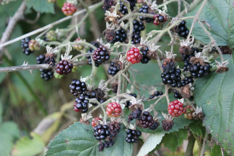 blackberries ripening on a bush in the fall