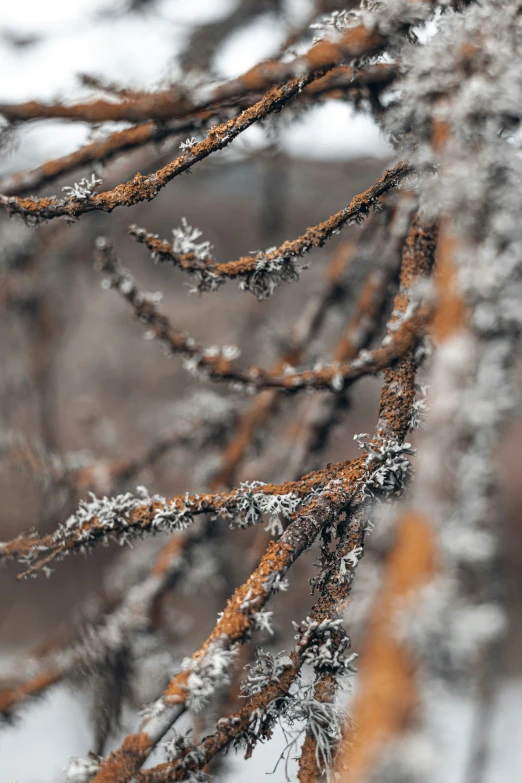 small trees with ice covered nches on them