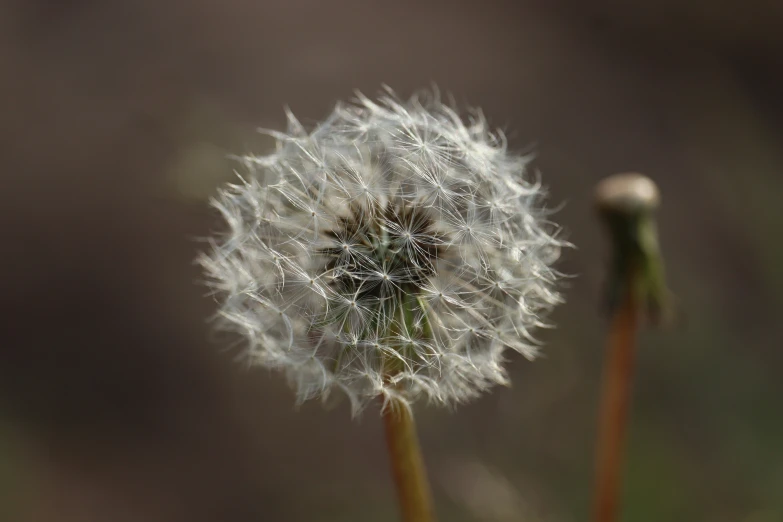 the dandelion looks like soing from outer space