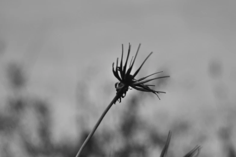 the flower is a dark color with some blurry background