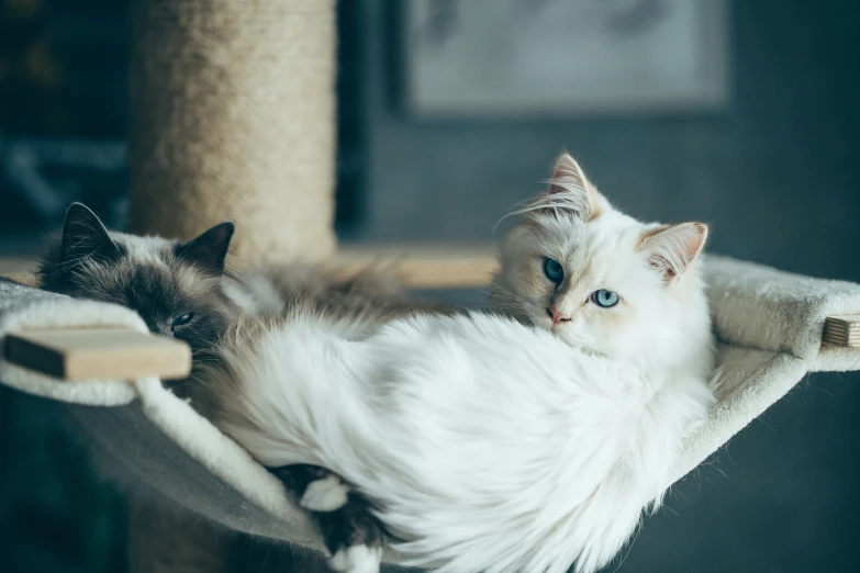 two cats that are sitting on a scratching post