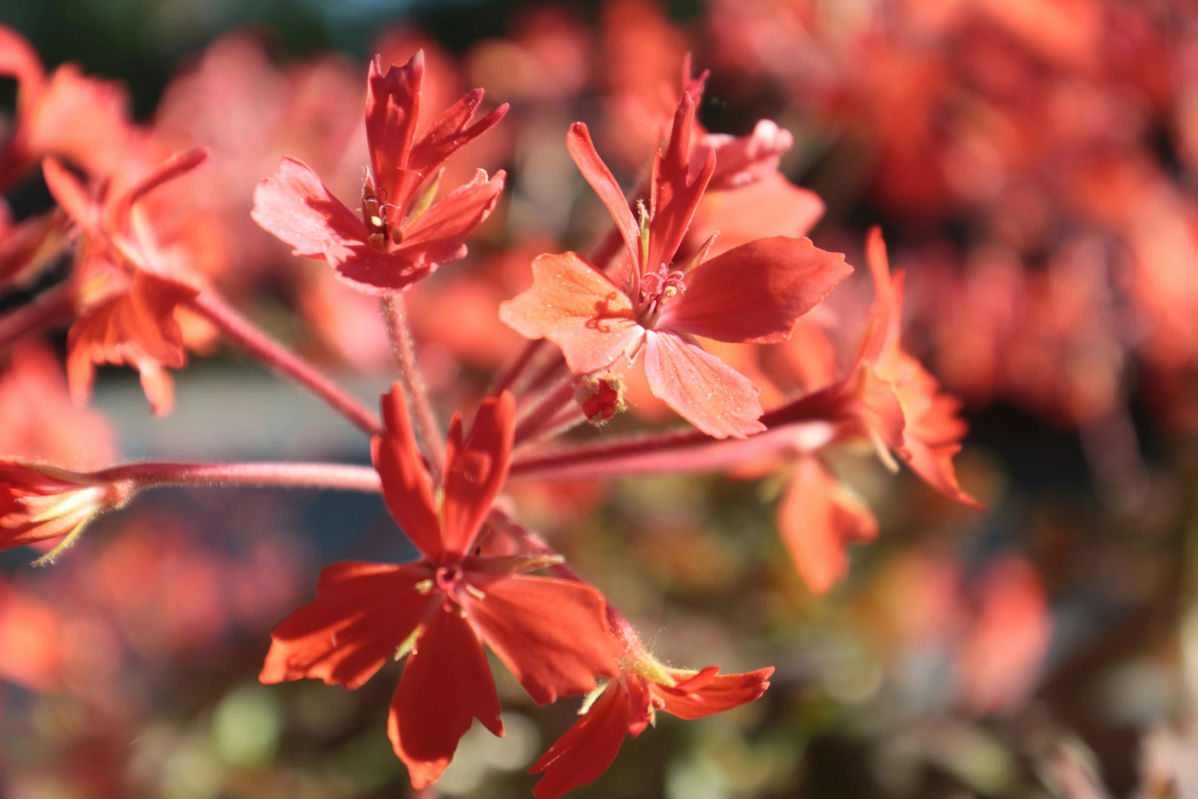 bright red flowers that appear to have opened to the sun