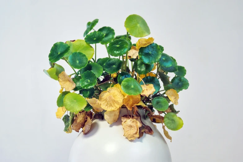 a white vase filled with lots of green and yellow plants