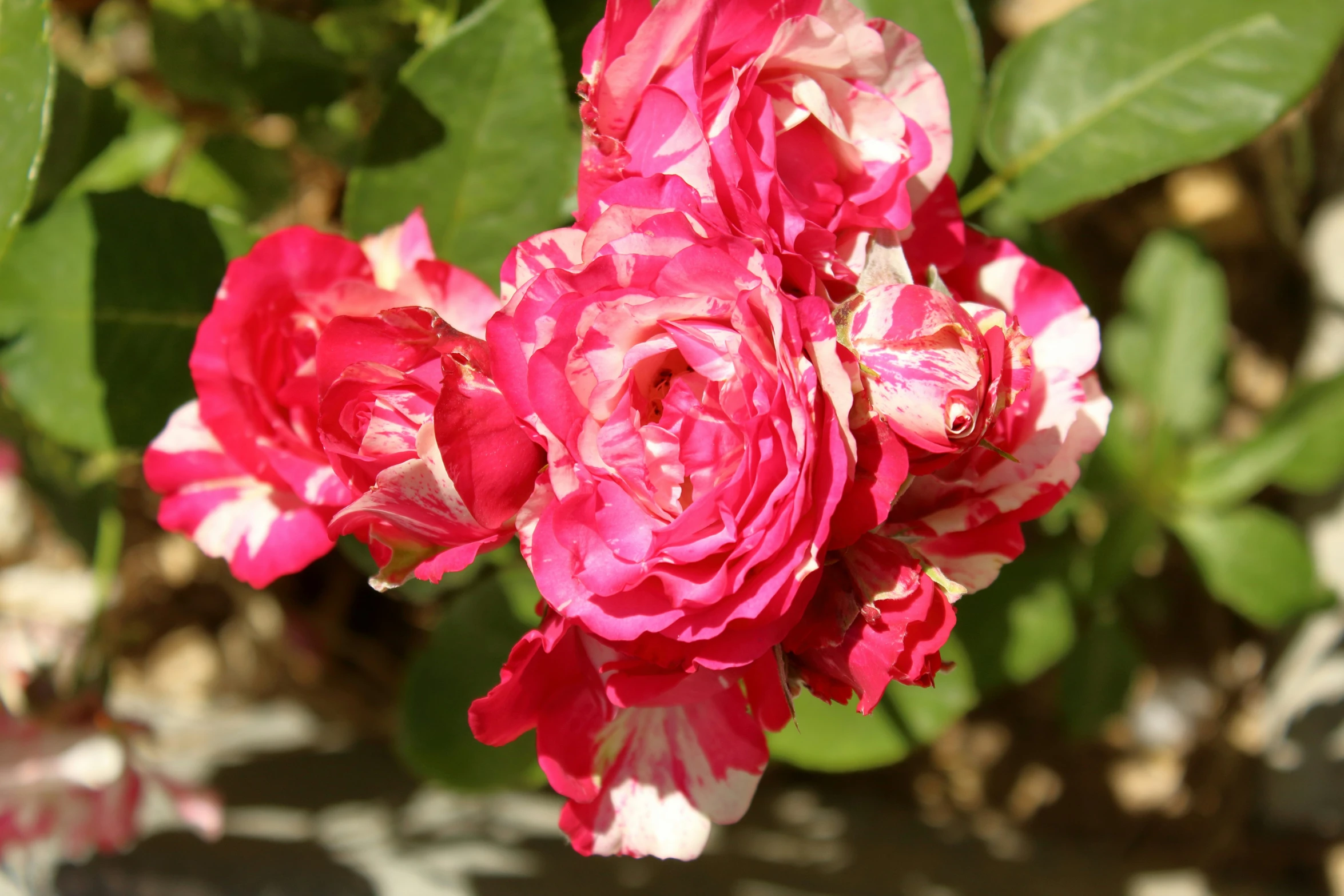 a cluster of pink roses is in bloom