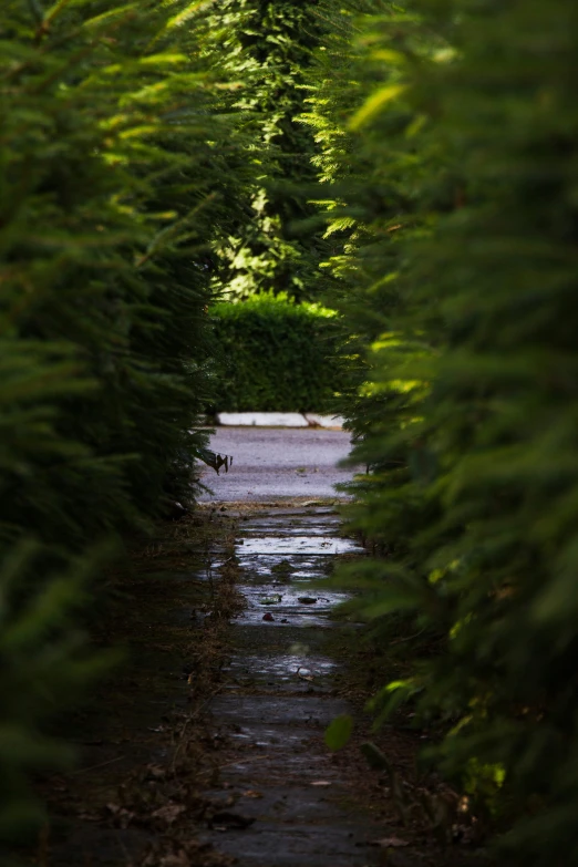 an open view through trees and foliage at a street