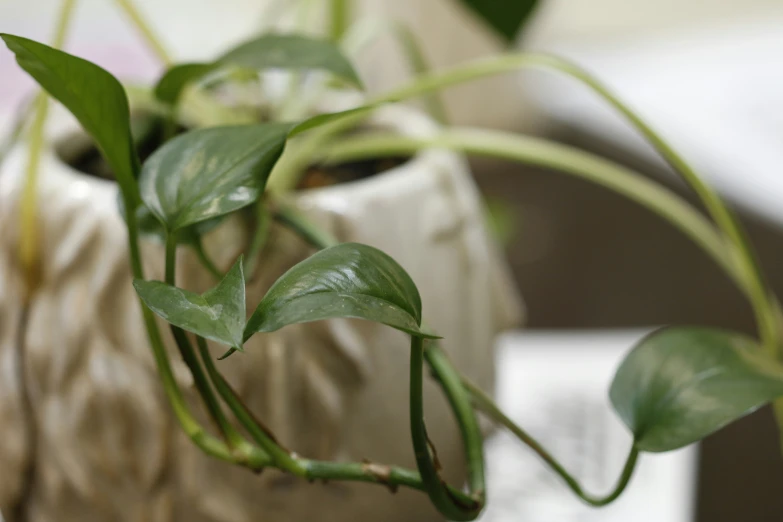 a closeup view of some leafy plants in a pot