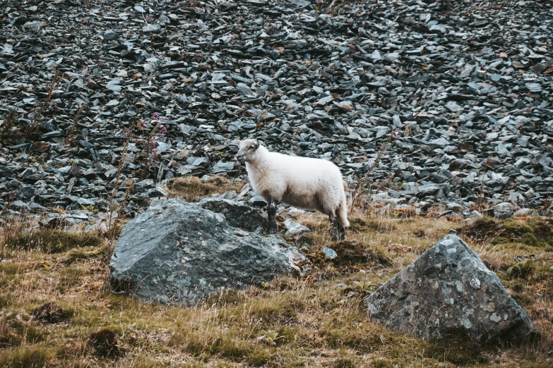 an animal standing on a large rock field