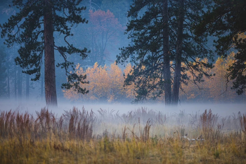 a foggy field near tall pine trees with orange leaves