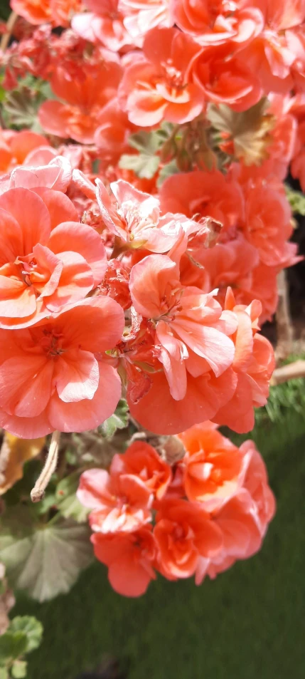 bright orange flowered flowers with green stems