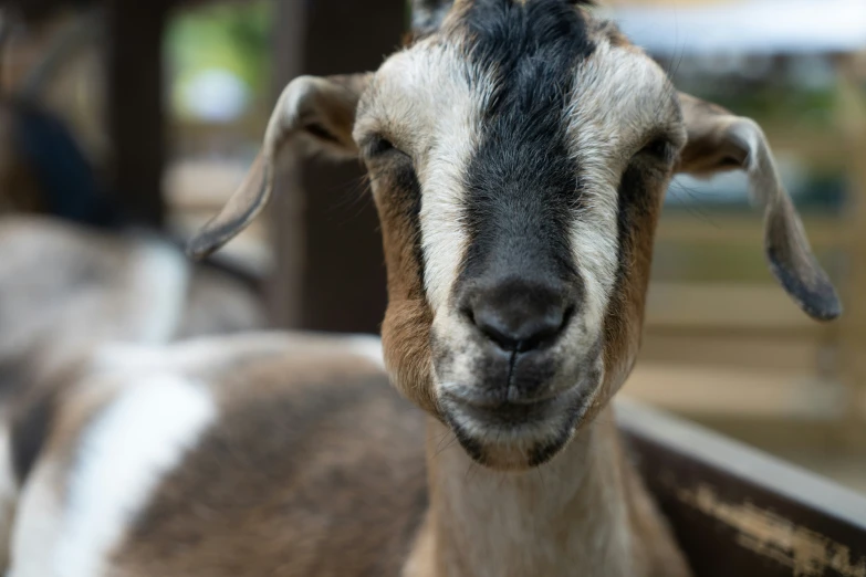 this goat is looking at the camera with a sad face