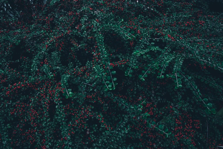 a green and red bush with lots of red berries