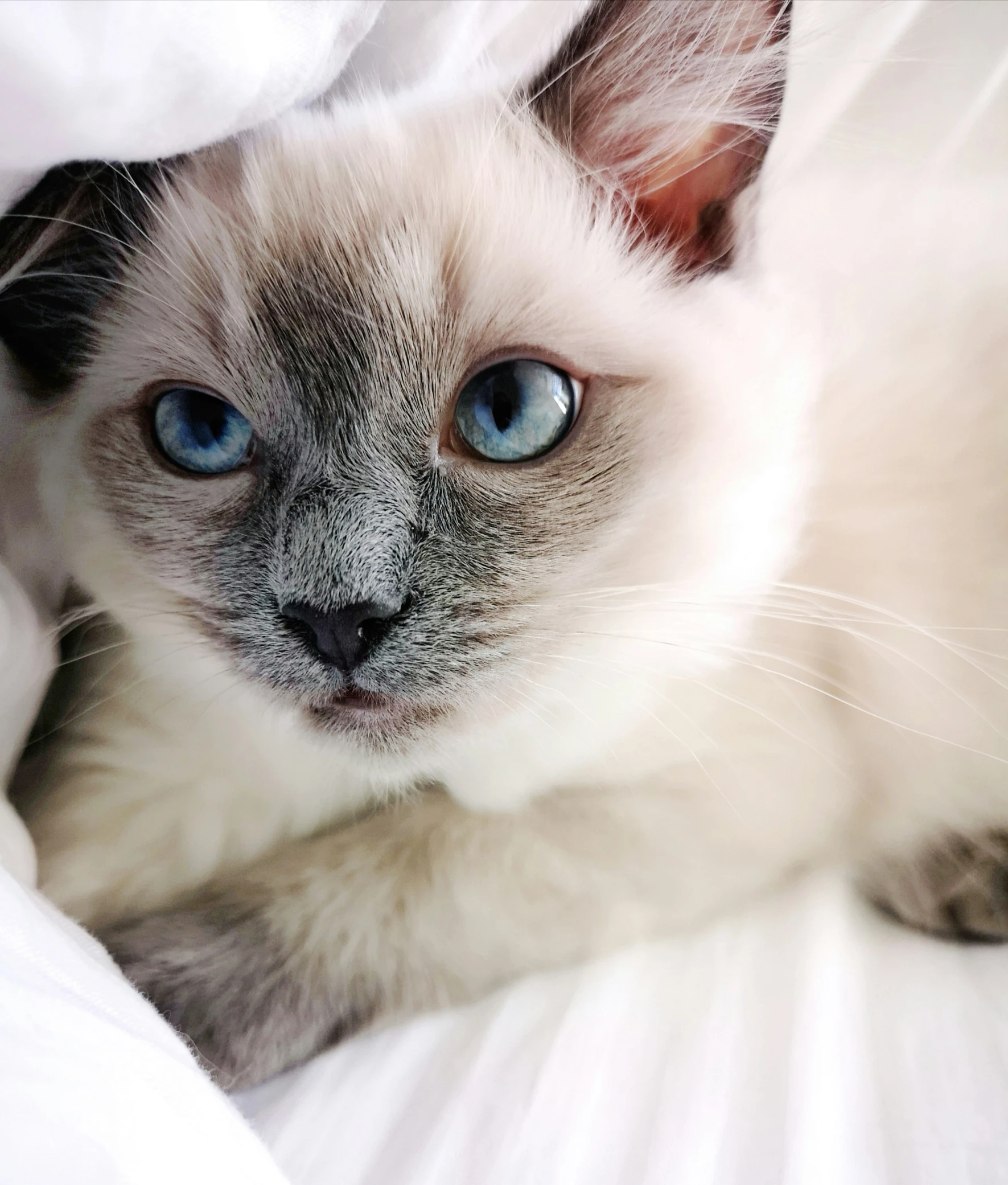 a siamese cat is laying on a white comforter