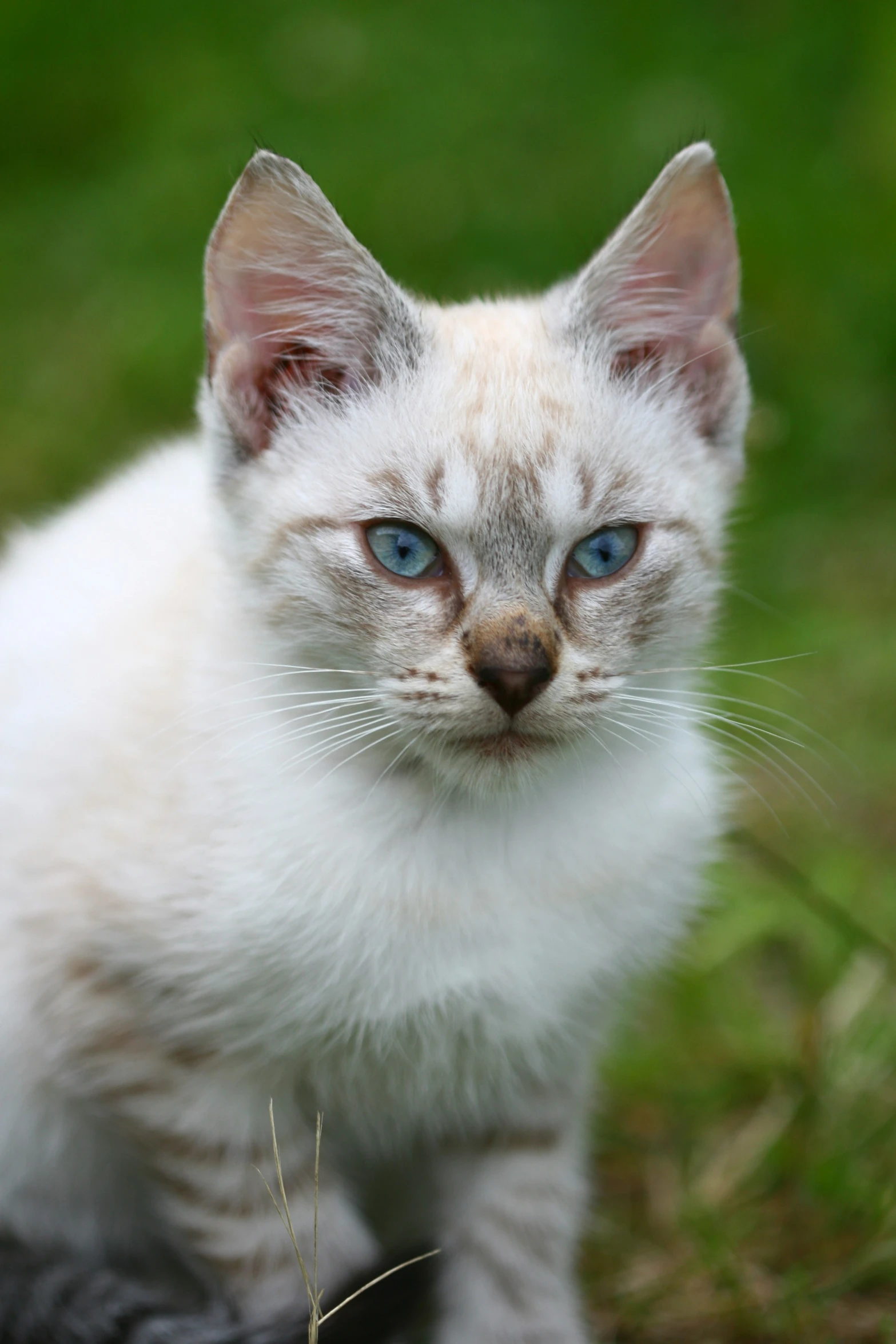 white kitten with blue eyes looking up