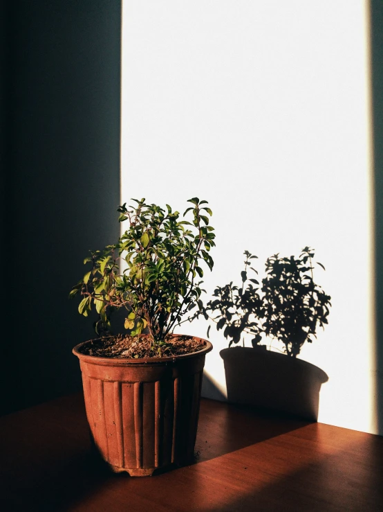 there are two plants in the sunlight on this table