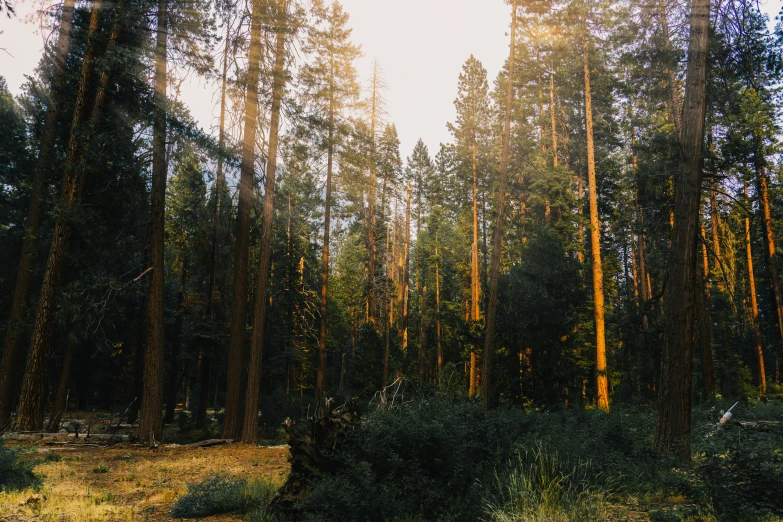 a forest filled with lots of tall trees