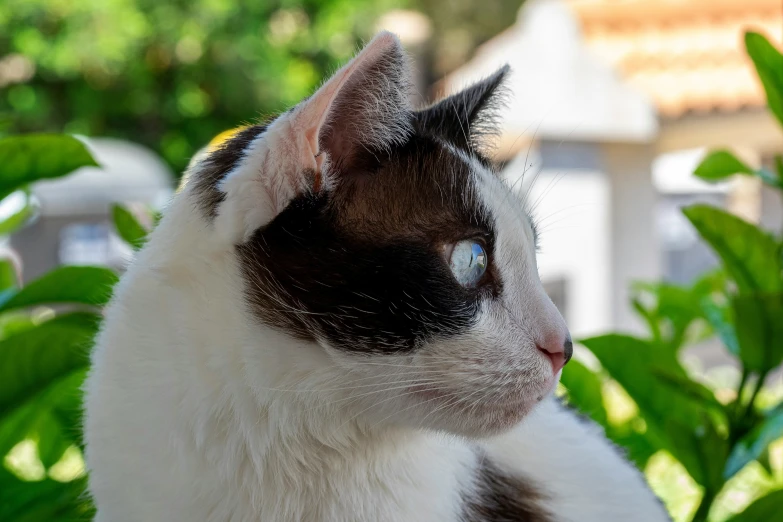 a cat that is sitting next to some trees