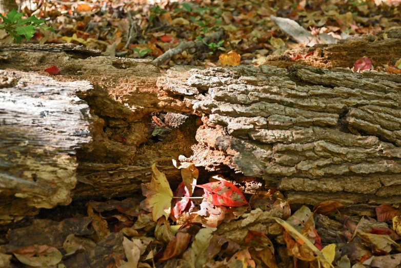 the tree has fallen leaves on the ground