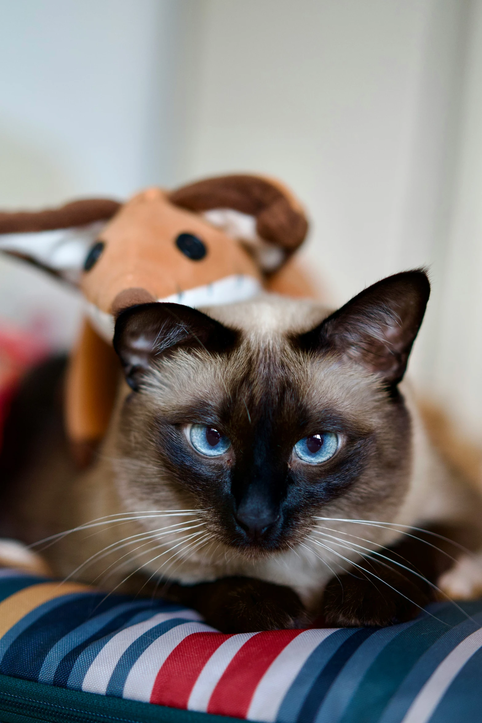 a cat sits on top of a cushion with a stuffed animal above it