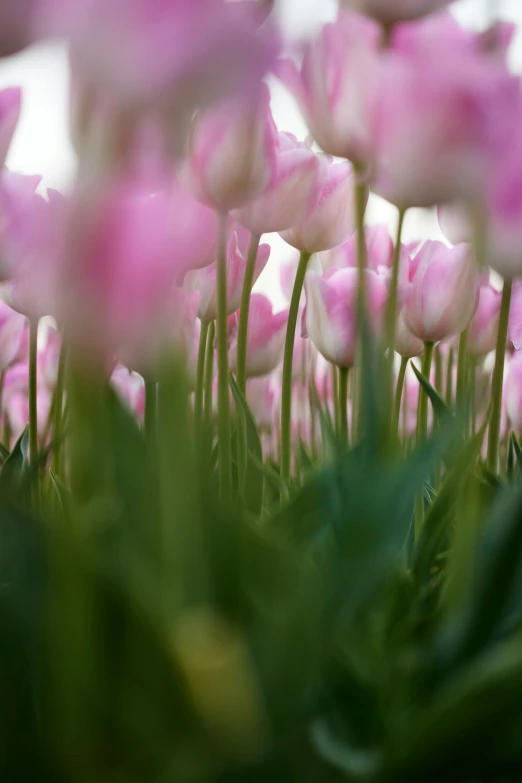 many pink flowers bloom in the grass