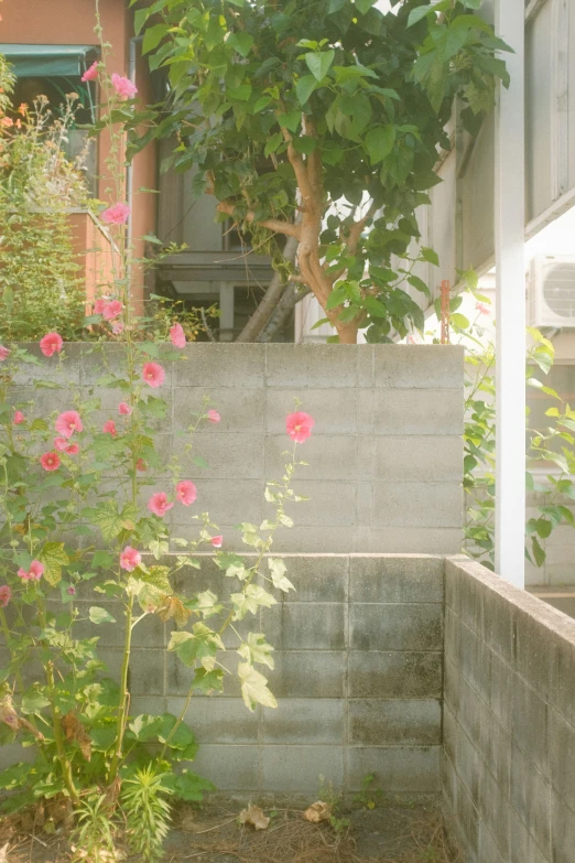 pink flowers are in front of a wall