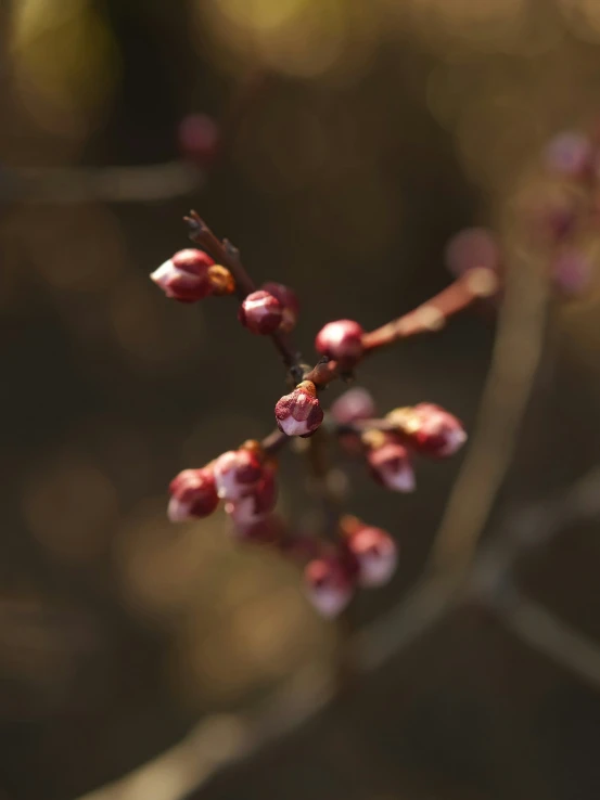 a single nch with flowers is blooming