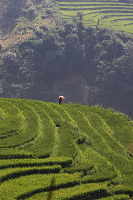 a lone man is in the middle of a maze of grass