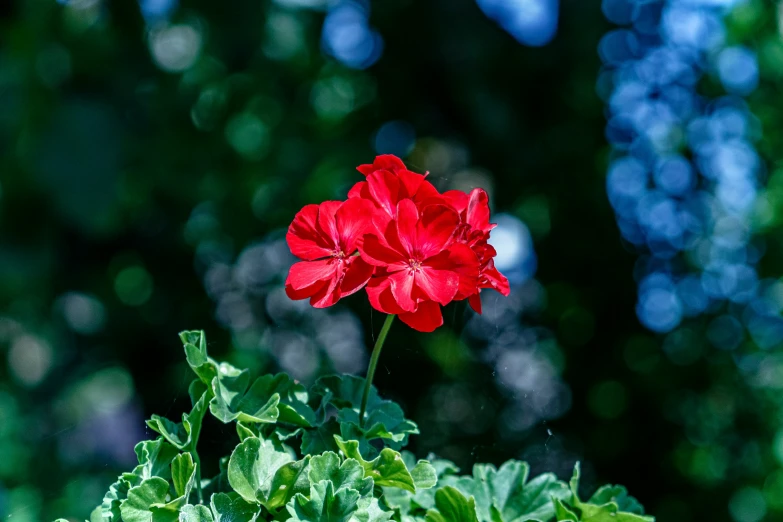 a red flower with some green leaves and trees in the background