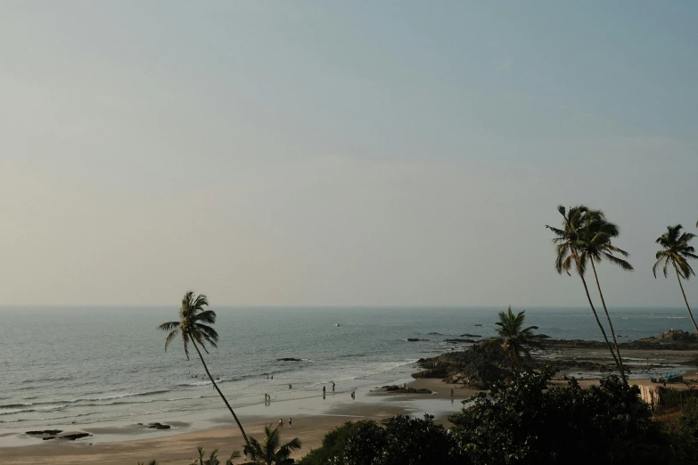 some trees that are by the ocean with sand