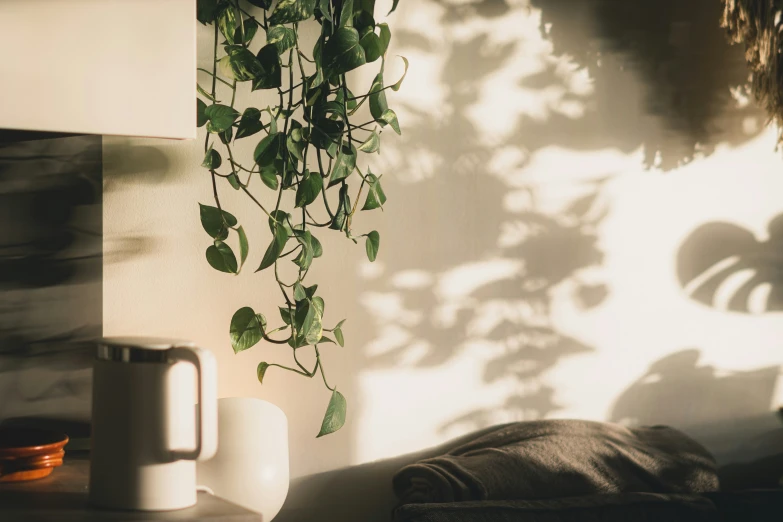 a green plant is growing out of a window sill