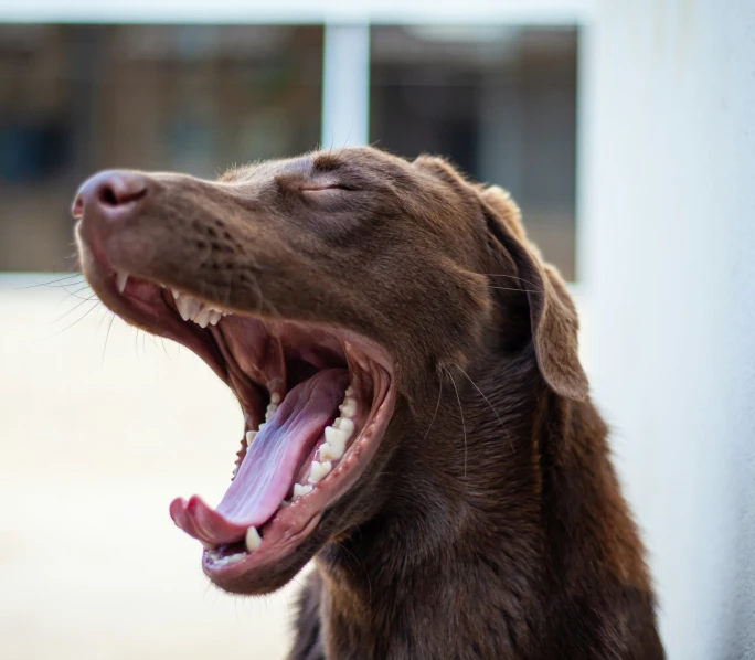 a close up of a dog barking and yawning